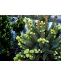Ялина звичайна / європейська Купрессіна | Ель обыкновенная / европейская Купрессина | Picea abies Cupressina 